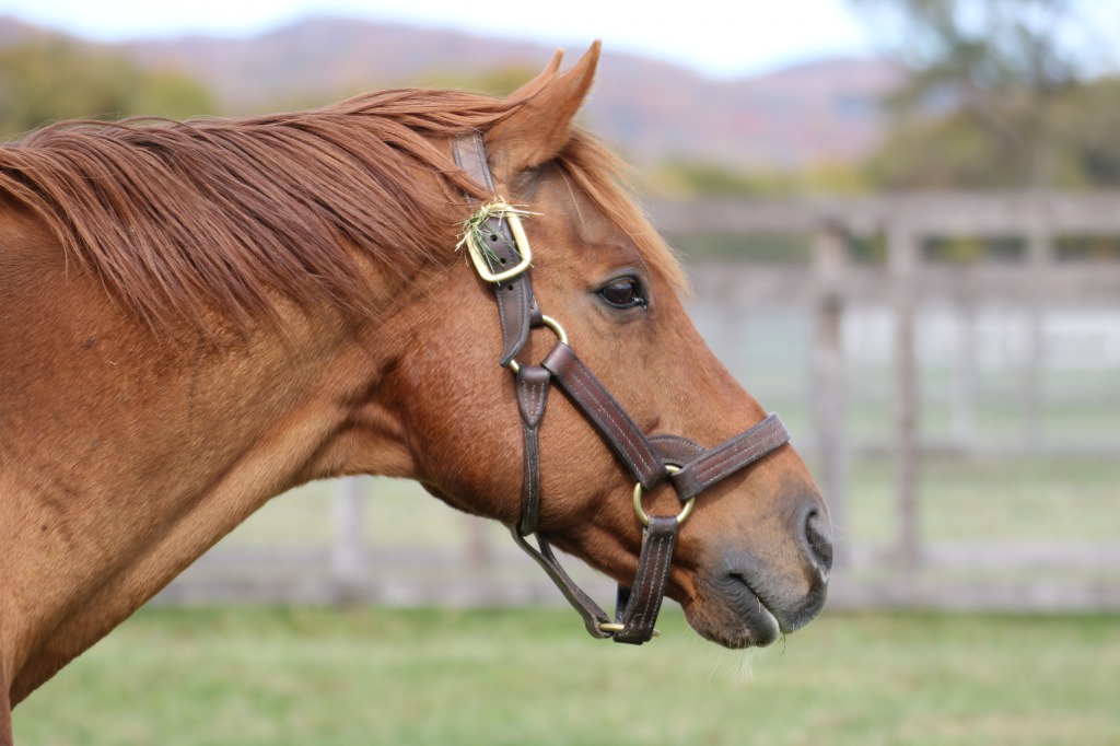 グラスワンダーと無関係な馬がグラスとして拡散されてるのは残念なので、本物のグラスが寝ながら草咥えてる姿と、頭に草生やしてる姿をウマ娘ファン問わずに見てほしい 