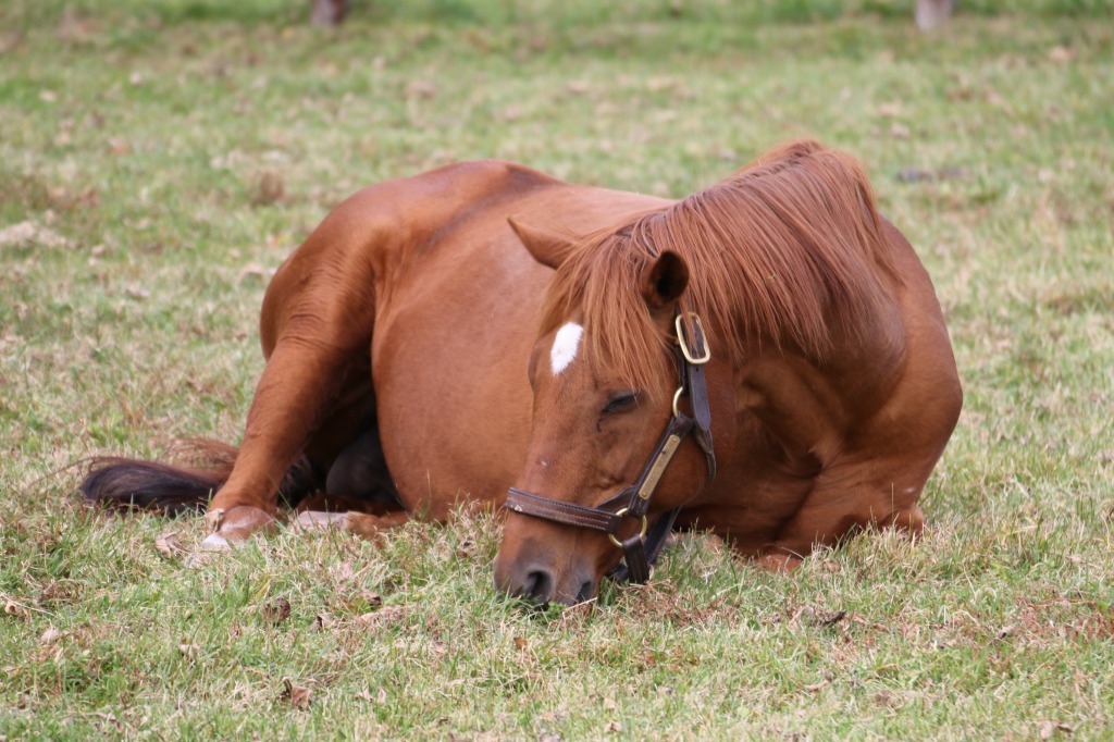 グラスワンダーと無関係な馬がグラスとして拡散されてるのは残念なので、本物のグラスが寝ながら草咥えてる姿と、頭に草生やしてる姿をウマ娘ファン問わずに見てほしい 