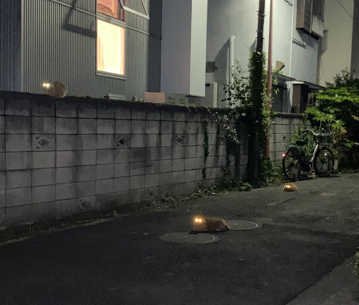 街灯でネコの目がめっちゃ光っとる 
