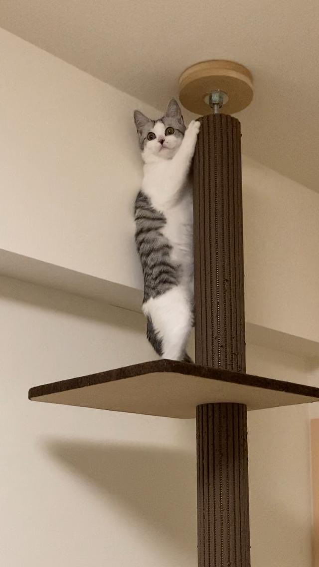 東京の姉ちゃんちのネコが、すごい教科書通りのリアクションしてた