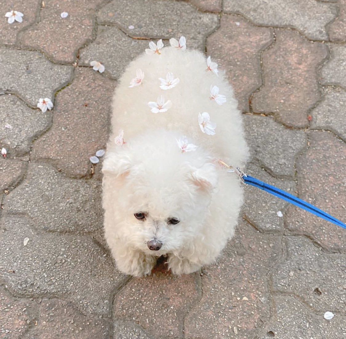 去年の拾い画なんだけど春仕様のいっぬかわいいから見て 