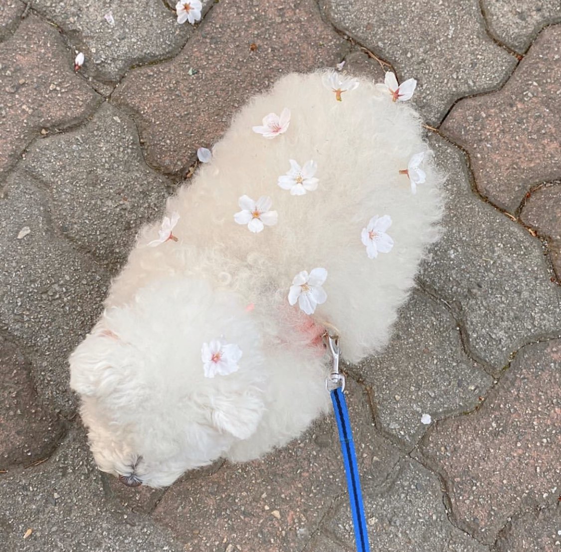 去年の拾い画なんだけど春仕様のいっぬかわいいから見て 