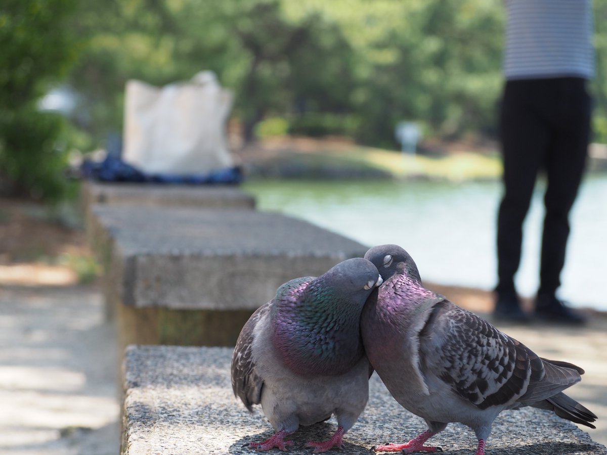 今日撮れた惚気鳩見て 