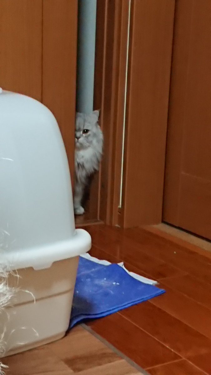 地震俺のせいだと思ってるらしく近寄って来てくれない😣💦💦💦 