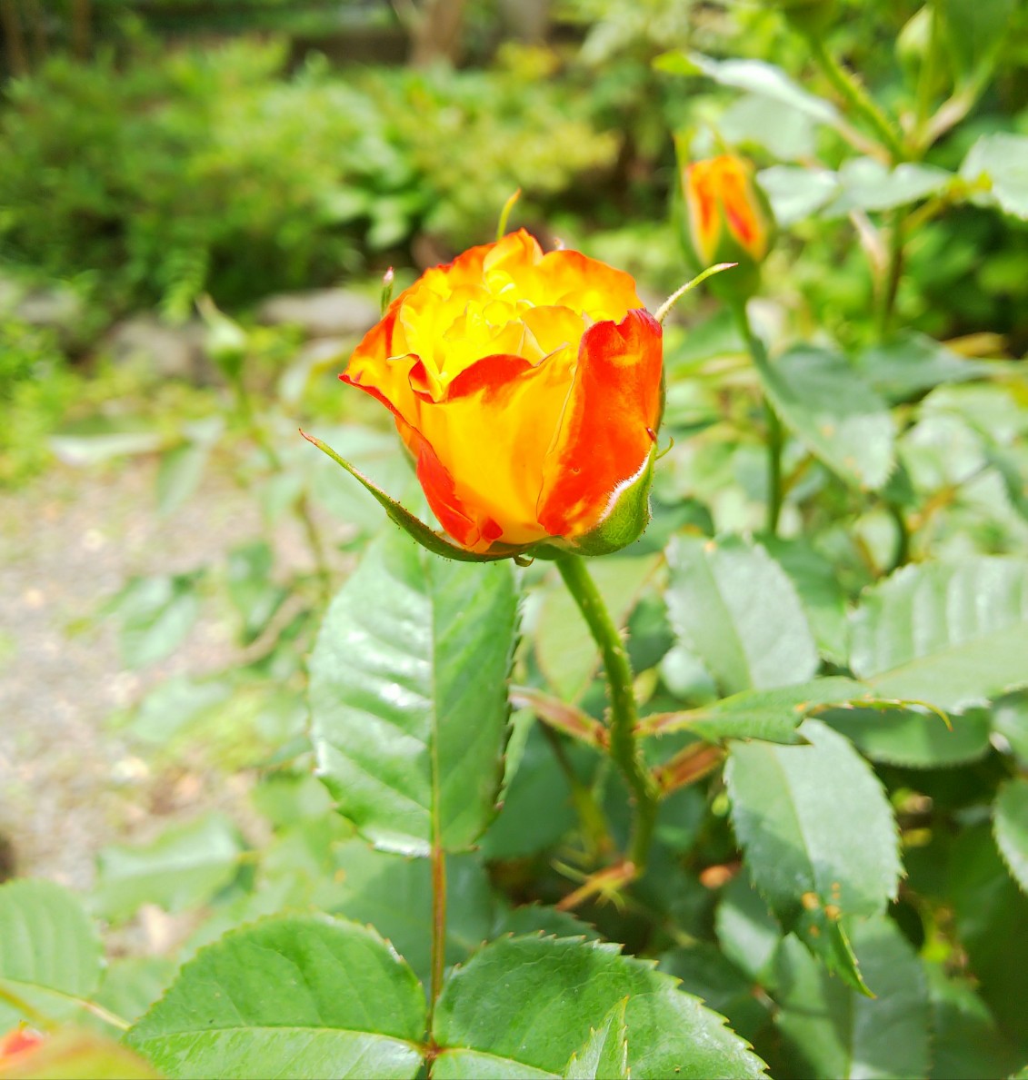  ゆらめく炎のような、アンティークガラスのランプシェードのような、この不思議な美しさは…何…これは…何……