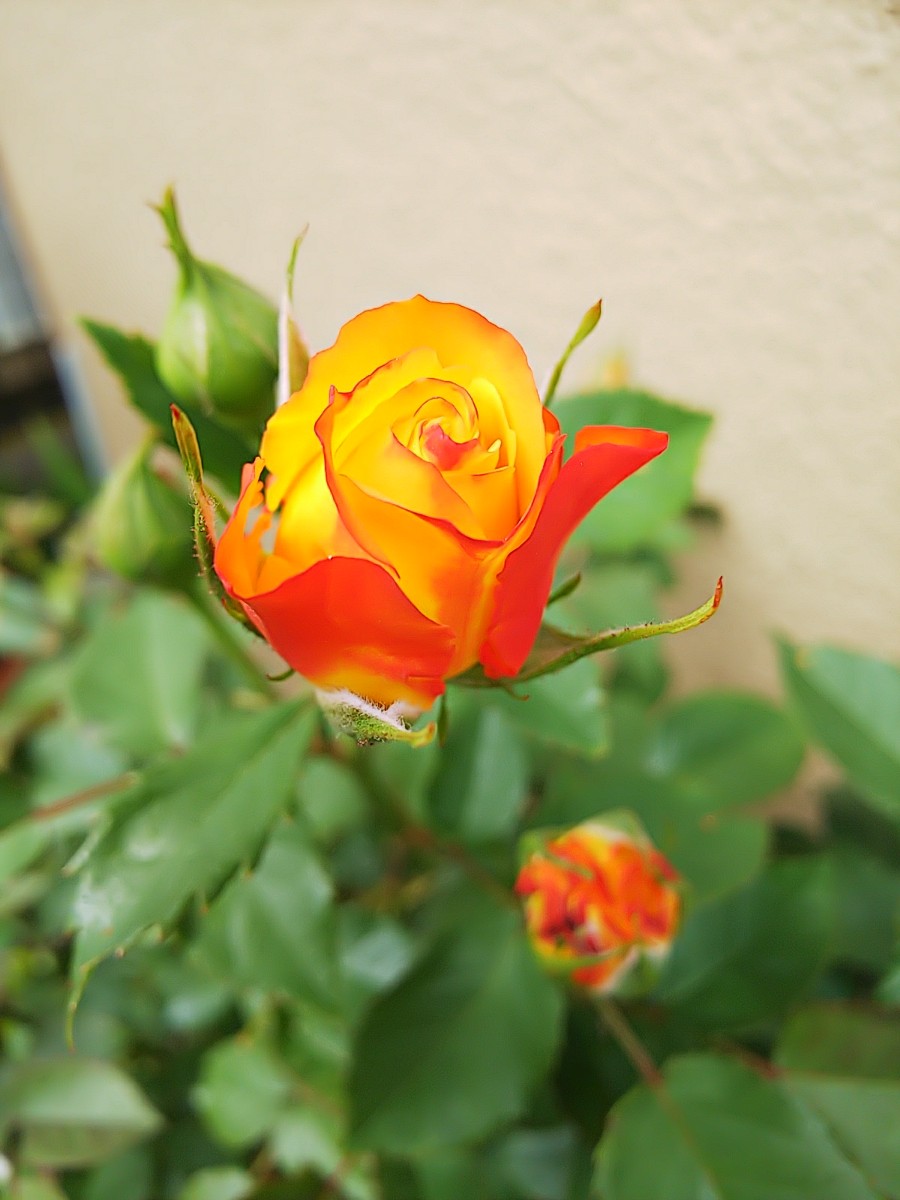  ゆらめく炎のような、アンティークガラスのランプシェードのような、この不思議な美しさは…何…これは…何……