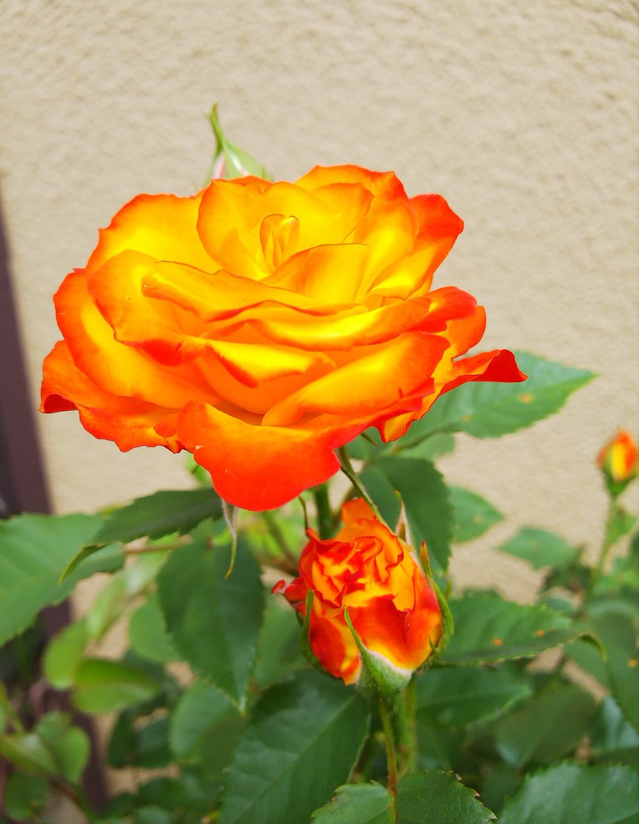  ゆらめく炎のような、アンティークガラスのランプシェードのような、この不思議な美しさは…何…これは…何……