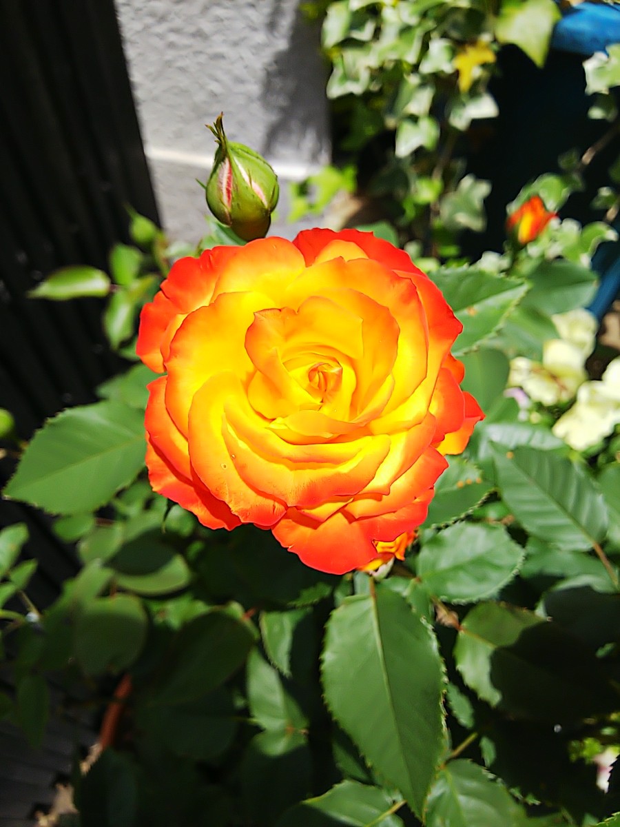  ゆらめく炎のような、アンティークガラスのランプシェードのような、この不思議な美しさは…何…これは…何……