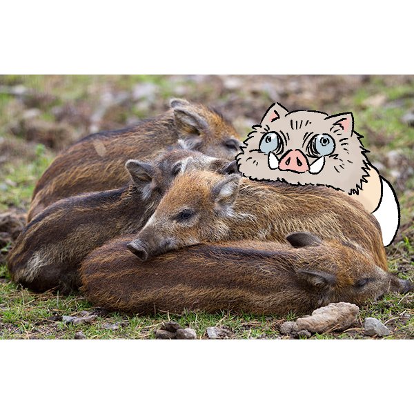 イノシシ一家 その2🐗❤🐗 #鬼滅の刃 #嘴平伊之助 