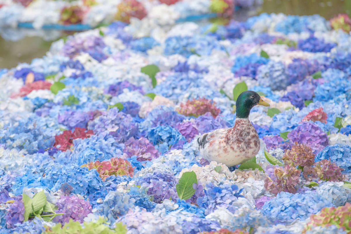 茨城県にある 雨引観音の花手水に心奪われた。🕊 