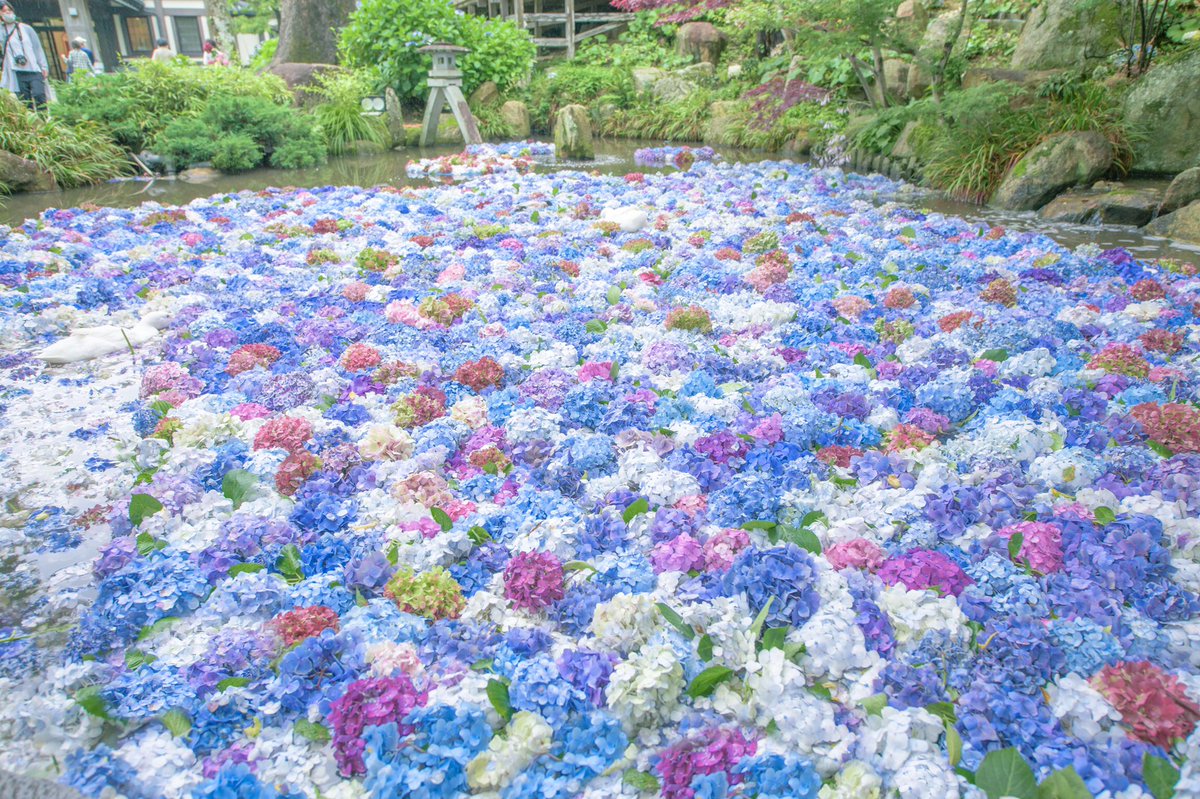 茨城県にある 雨引観音の花手水に心奪われた。🕊 