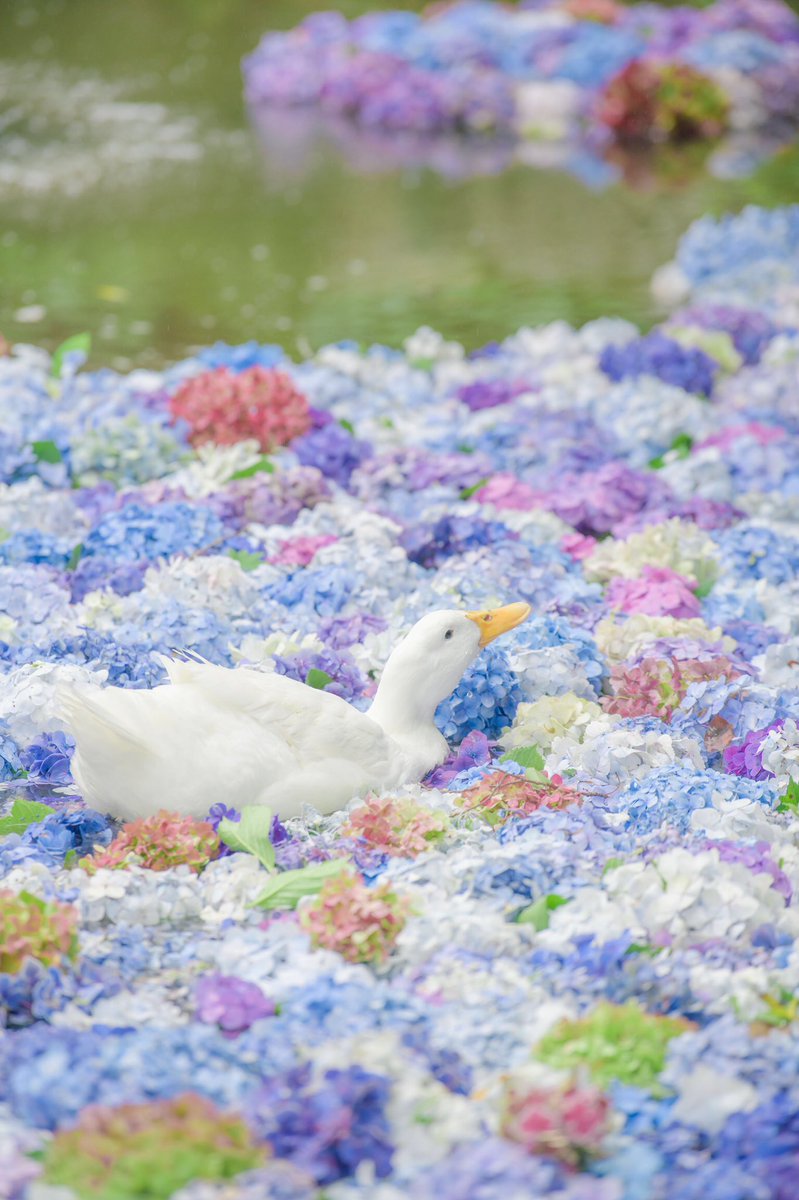 茨城県にある 雨引観音の花手水に心奪われた。🕊 