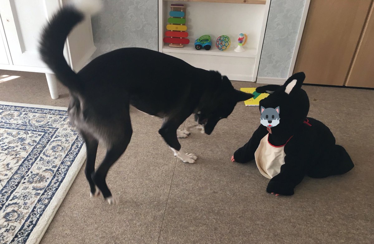 これは子が初めて犬ウェアを着た時の、大喜びで次々におもちゃを持って行ったり遊びに誘ったりしている犬 