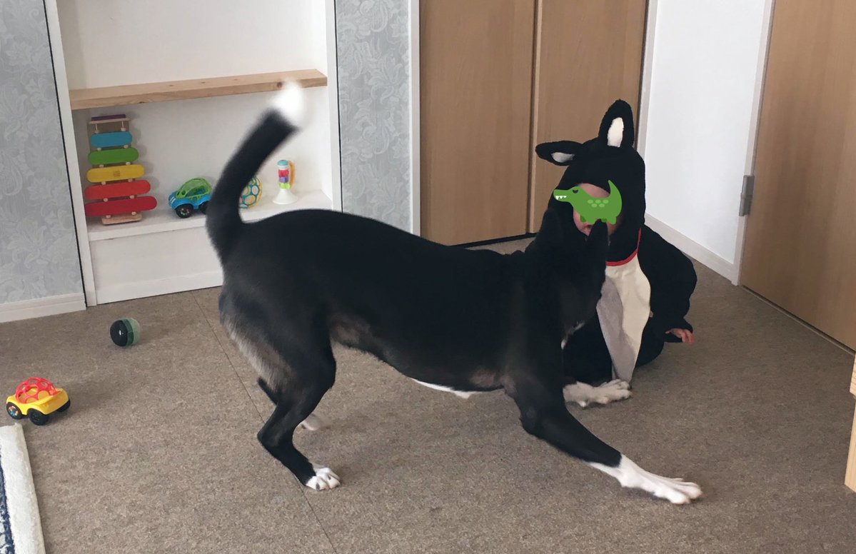 これは子が初めて犬ウェアを着た時の、大喜びで次々におもちゃを持って行ったり遊びに誘ったりしている犬 