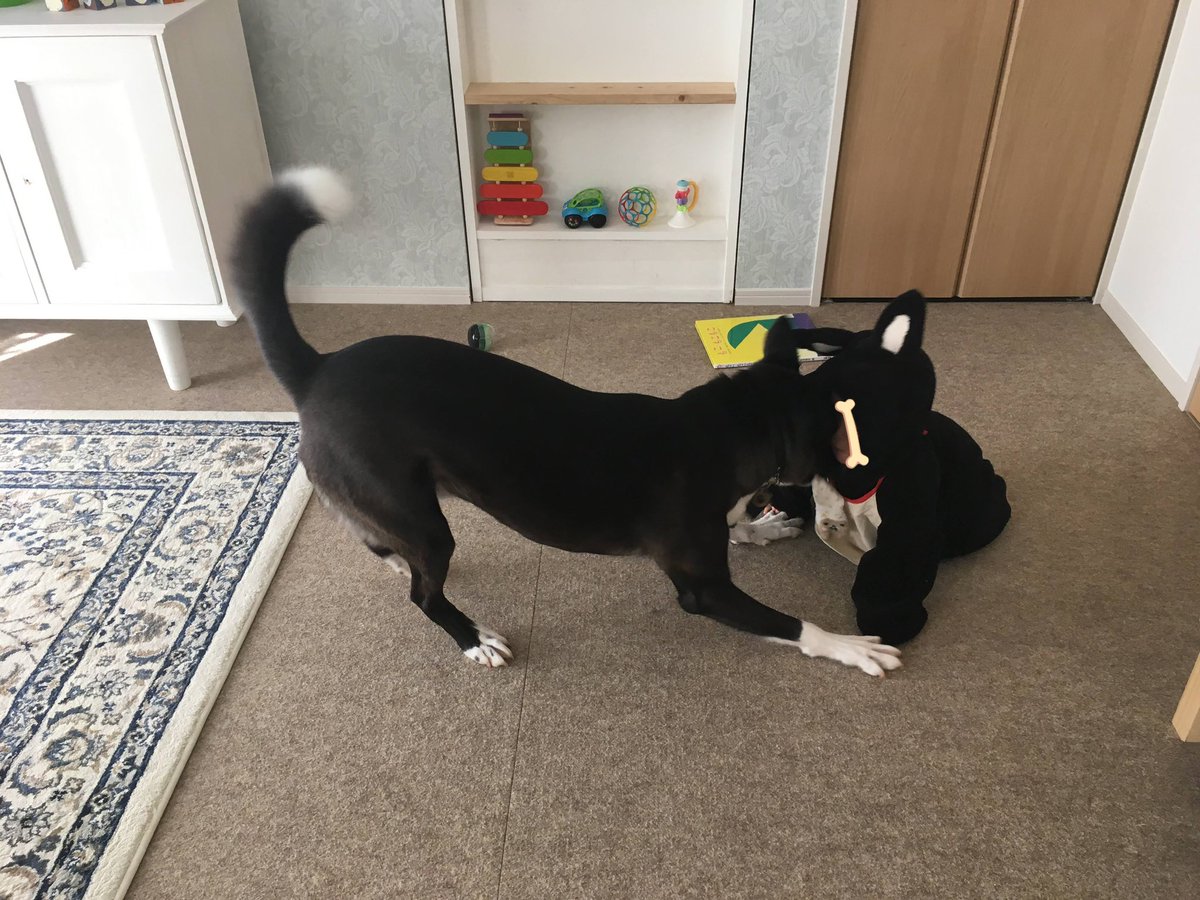 これは子が初めて犬ウェアを着た時の、大喜びで次々におもちゃを持って行ったり遊びに誘ったりしている犬