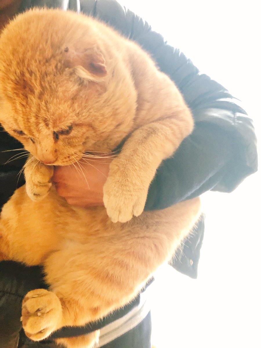 実家帰ってきたらよくうちに来るどこかの猫がまた来てたんだけどさ  こんな顔のでかい猫いる