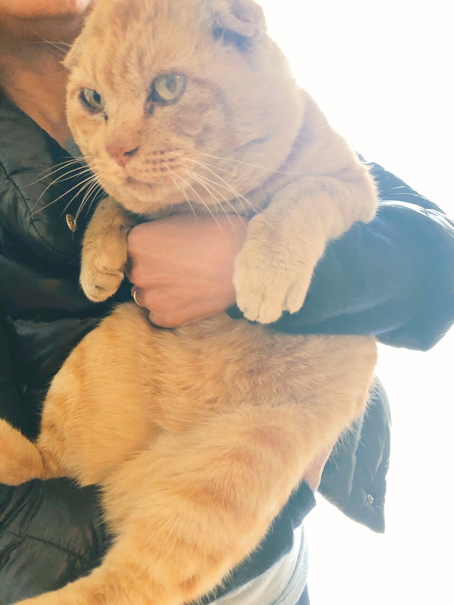 実家帰ってきたらよくうちに来るどこかの猫がまた来てたんだけどさ  こんな顔のでかい猫いる