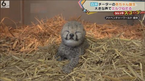 チーターの赤ちゃん １５年ぶりに誕生 アドベンチャーワールド（ABCニュース） - Yahoo!ニュース - Yahoo!ニュース  