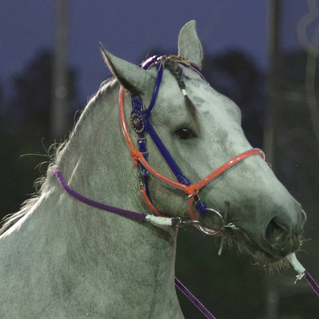 『ウマ娘』のリリースを期に、ばんえい競馬やばん馬に言及したツイートが増えており、大変ありがたいです