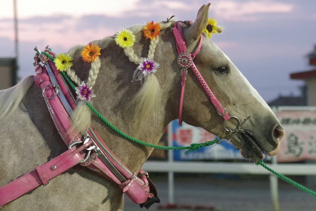 『ウマ娘』のリリースを期に、ばんえい競馬やばん馬に言及したツイートが増えており、大変ありがたいです
