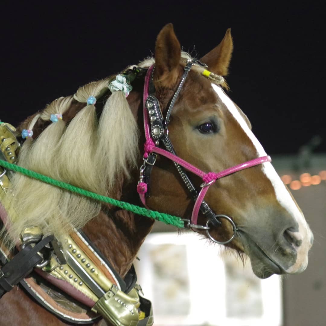 『ウマ娘』のリリースを期に、ばんえい競馬やばん馬に言及したツイートが増えており、大変ありがたいです