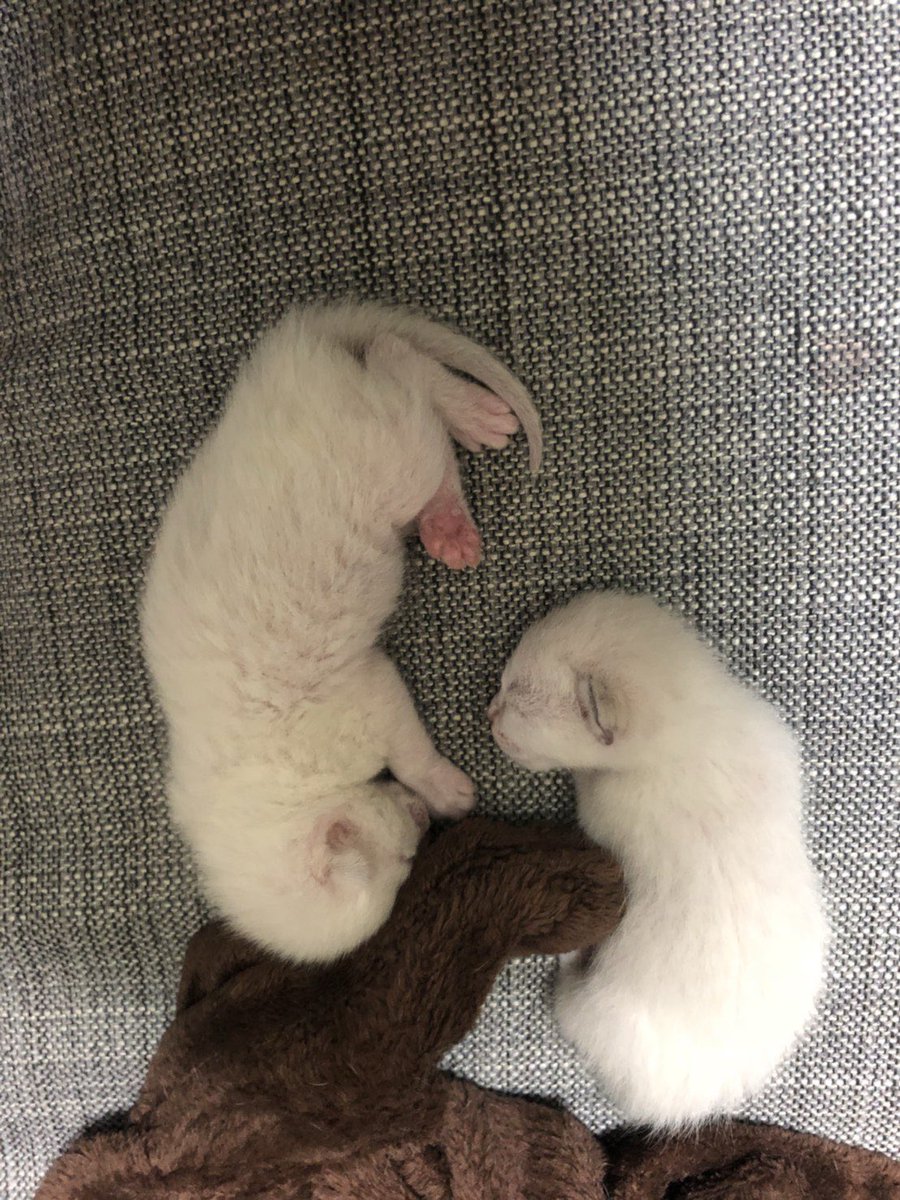 #シャム猫の色変わりすぎ選手権   白猫から狸になった😂 