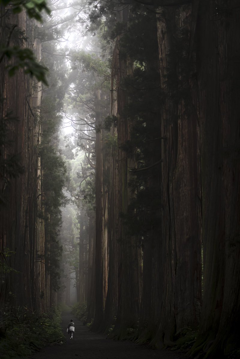 長野県にある戸隠神社の参道が巨大樹の森のよう。 