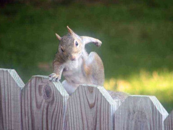 仲間のピンチに颯爽と駆けつけたり フォースを感じてたりするリスのポテンシャルの高さに震えるなど 仲間のピンチに颯爽と駆けつけたり フォースを感じてたりするリスのポテンシャルの高さに震えるなど