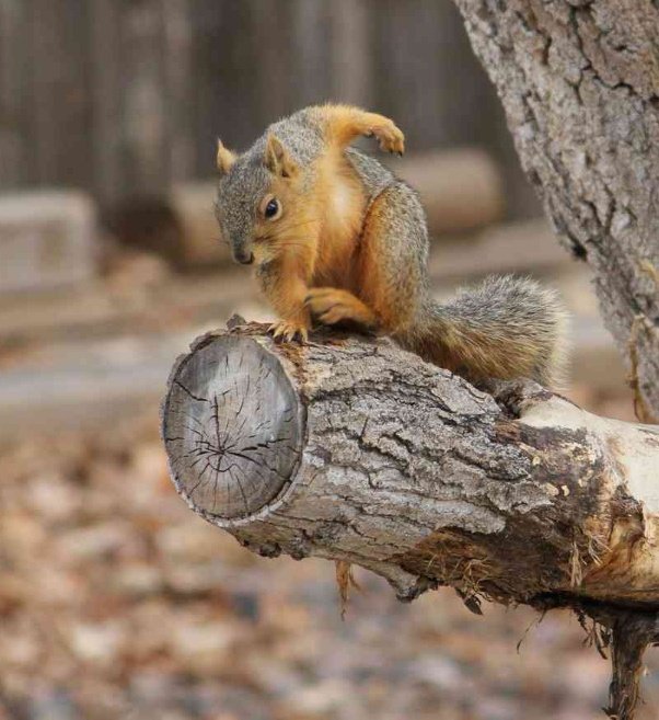 水を操る能力の他にも、仲間のピンチに颯爽と駆けつけたり、フォースを感じてたりするリスのポテンシャルの高さに震えるなど