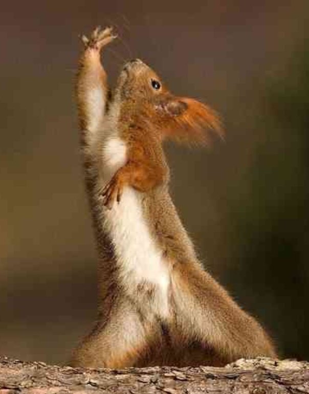 仲間のピンチに颯爽と駆けつけたり フォースを感じてたりするリスのポテンシャルの高さに震えるなど 仲間のピンチに颯爽と駆けつけたり フォースを感じてたりするリスのポテンシャルの高さに震えるなど