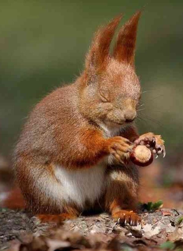 水を操る能力の他にも、仲間のピンチに颯爽と駆けつけたり、フォースを感じてたりするリスのポテンシャルの高さに震えるなど