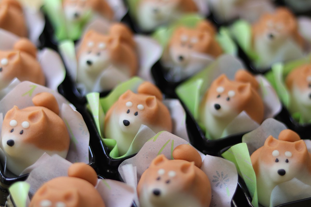 4月8日は『柴の日』🐕  柴犬の日のために作り上げた練り切り製の茶柴、黒柴、白柴です🍡 和菓子特有の丸みのあるフォルムがチャームポイントです