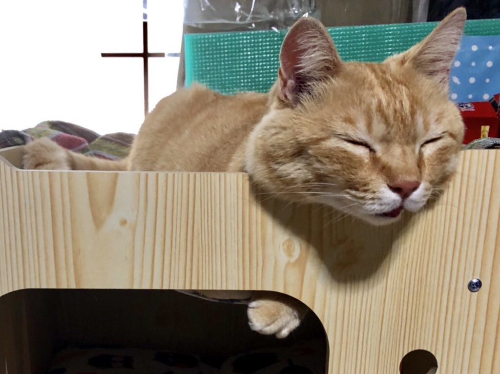 ゴッちゃんは、昨日から家猫として新しい生活を始めました