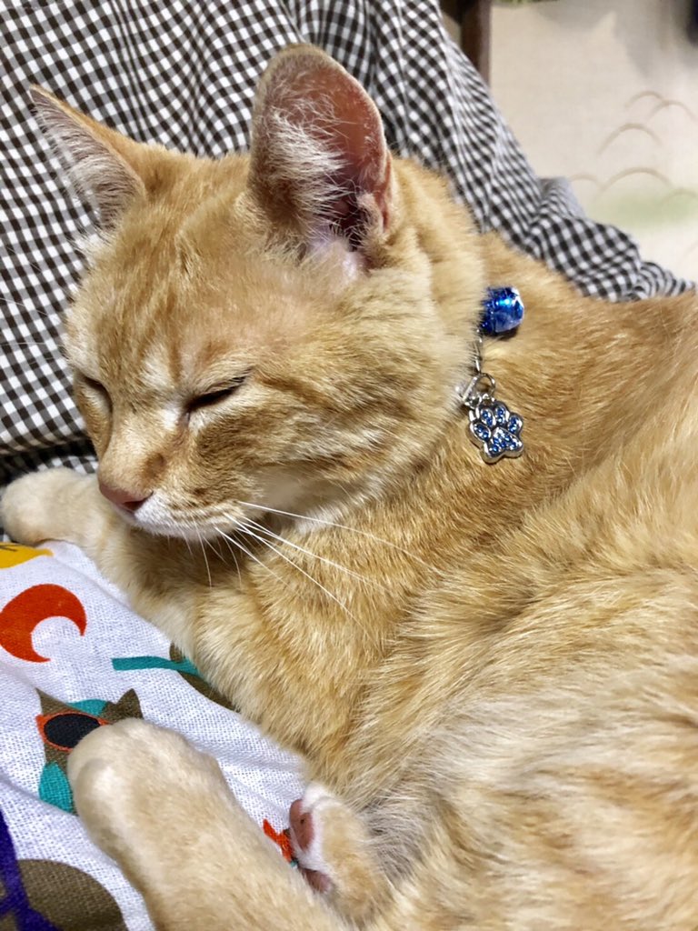 ゴッちゃんは、昨日から家猫として新しい生活を始めました