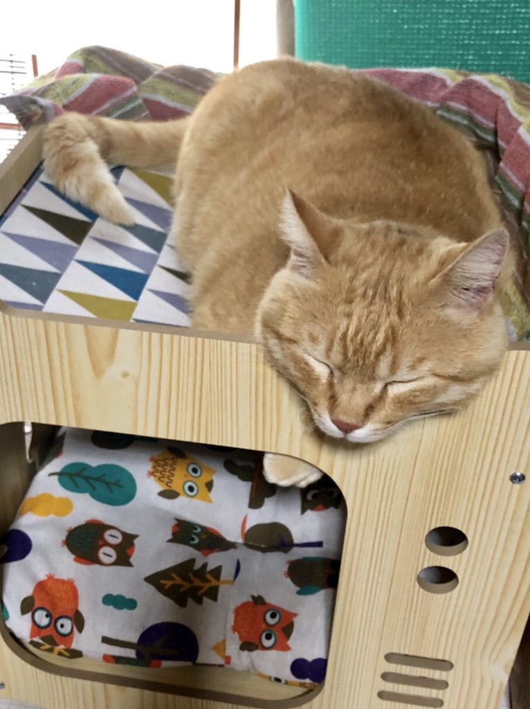 ゴッちゃんは、昨日から家猫として新しい生活を始めました