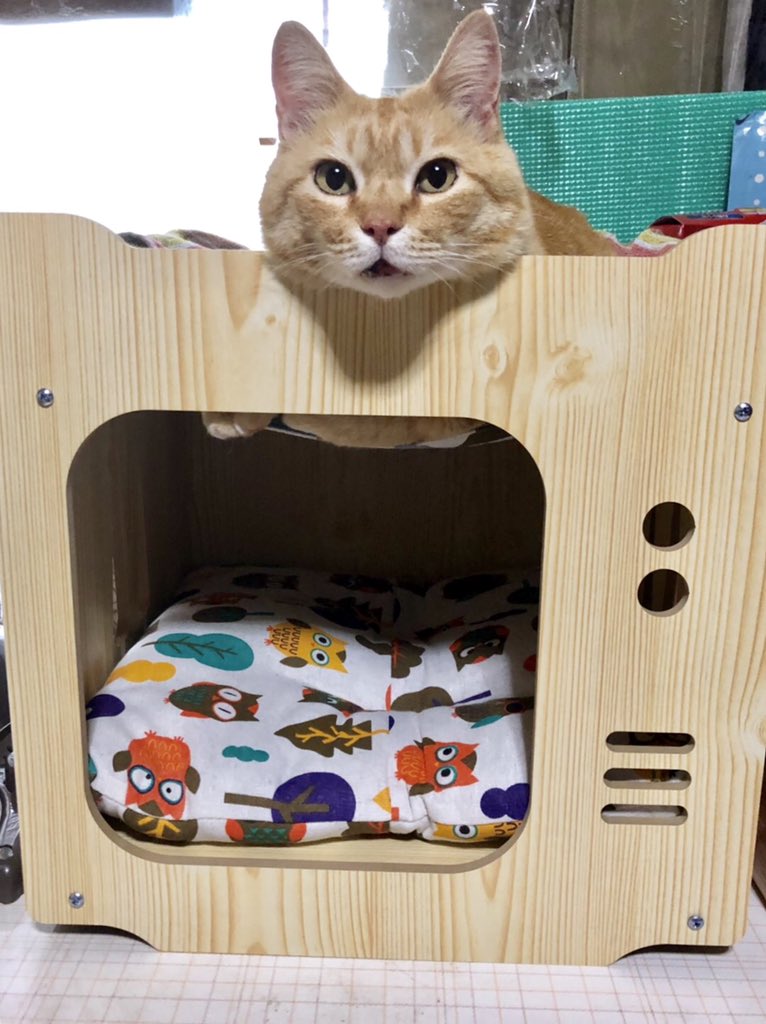 ゴッちゃんは、昨日から家猫として新しい生活を始めました