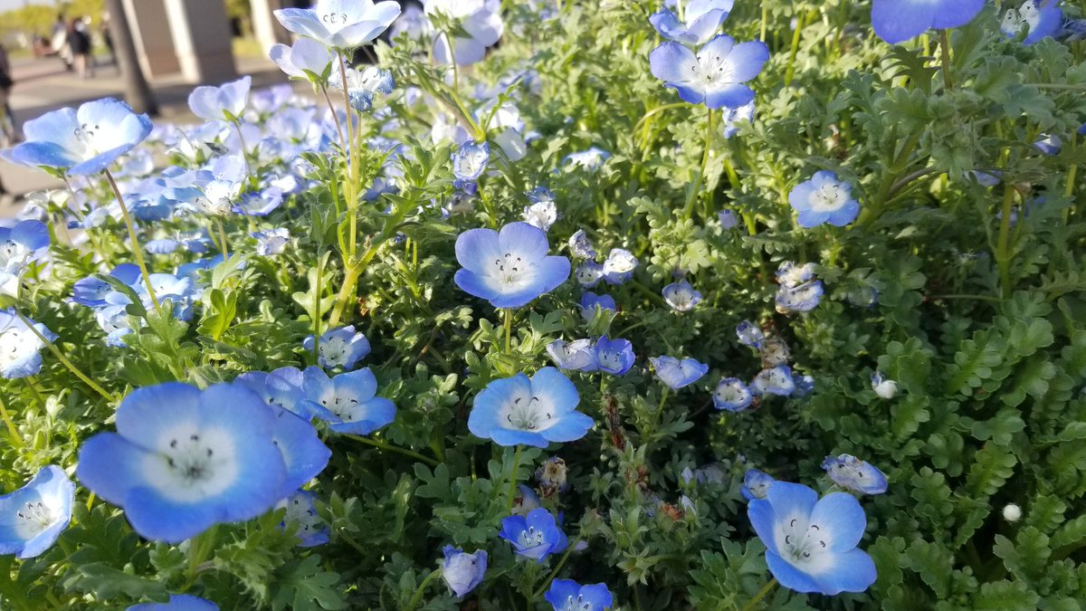 母が「あっモルヒネだ〜！」って近づいていったネモフィラ 