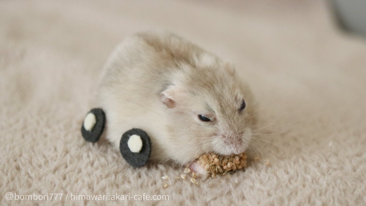 PUI PUI ハムカー 