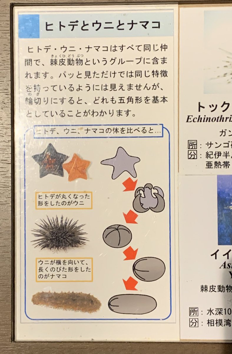 「ヒトデが丸くなった形をしたのがウニ」「ウニが横を向いて長くのびた形をしたのがナマコ」 表現が端的すぎて、すごく納得する気持ちといやいやそんな…という気持ちが交錯する京大白浜水族館の展示