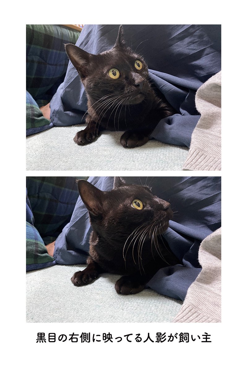 よそ見しててぜんぜんカメラ目線じゃないねこの写真をたまたま拡大したら心がホワホワしたときの絵日記 #ろんの絵日記 
