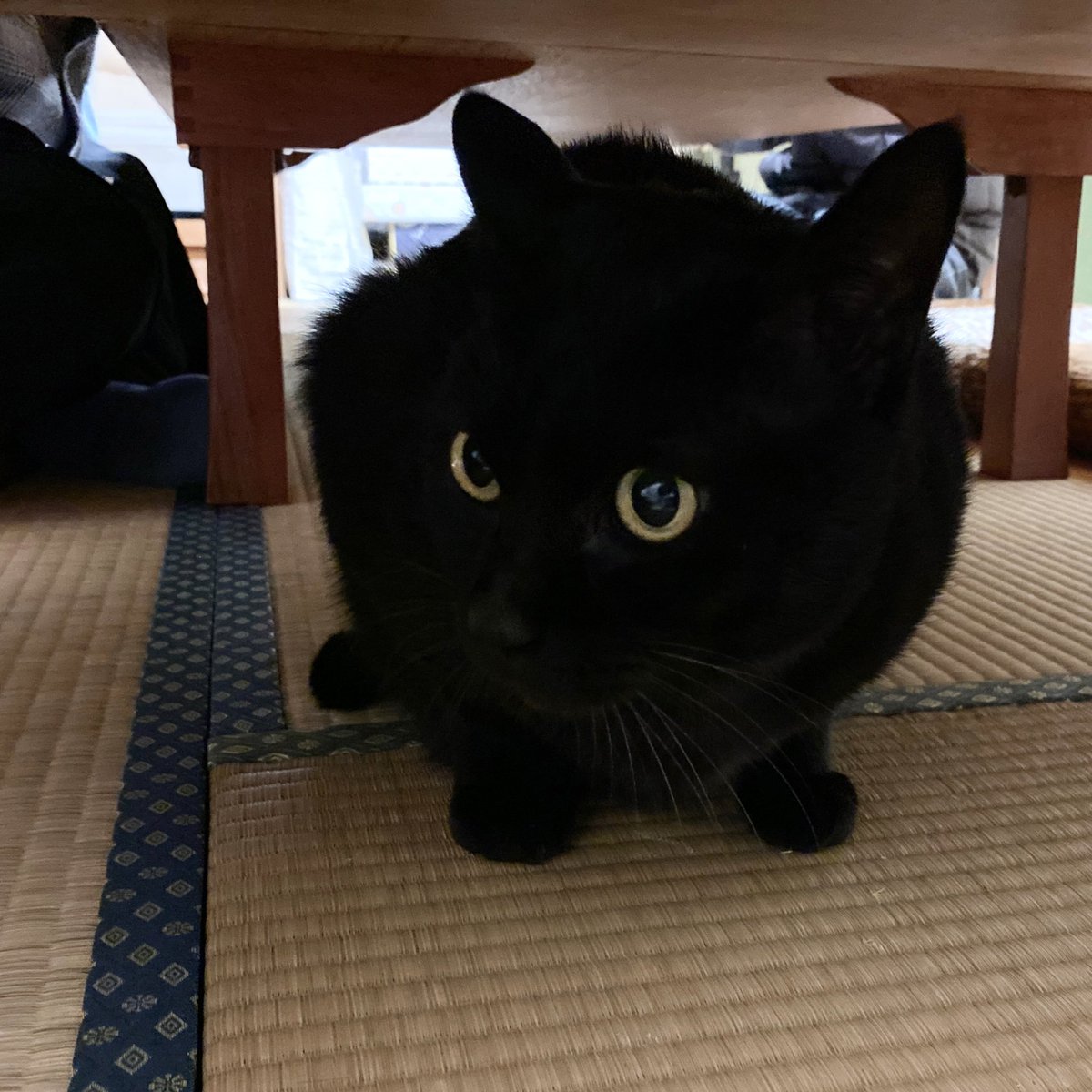 黒猫は謎の生物になるところもかわいい 