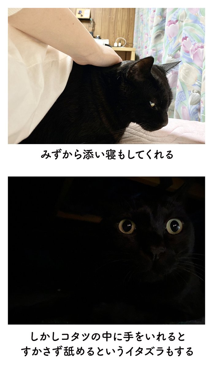 ねこに大事にされるとうれしい気持ちになる絵日記（２まい＋写真） #ろんの絵日記 