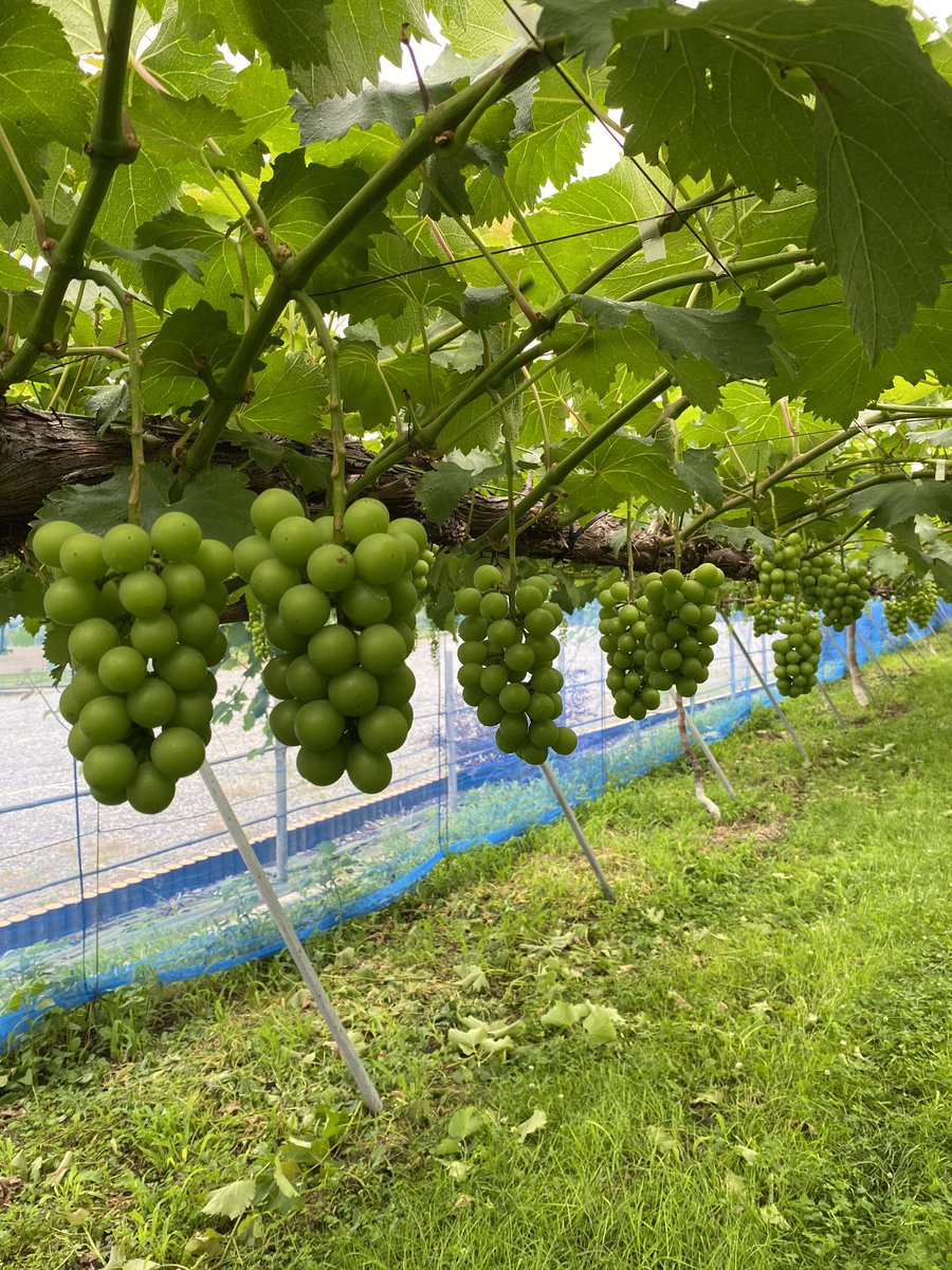 🍇第4回プレゼントお盆特別企画🍇 連休なのにお盆どこにも行けない人対象❗️ 🍇シャインマスカット、巨峰🍇 ✨4房✨2名様にプレゼント🎁 ✨応募はフォローとリツイート✨ リプに希望の商品を記載してください 🌟期限は16日23:59まで🌟 送料着払いでご理解いただける方のご応募お願いします🙇♂️