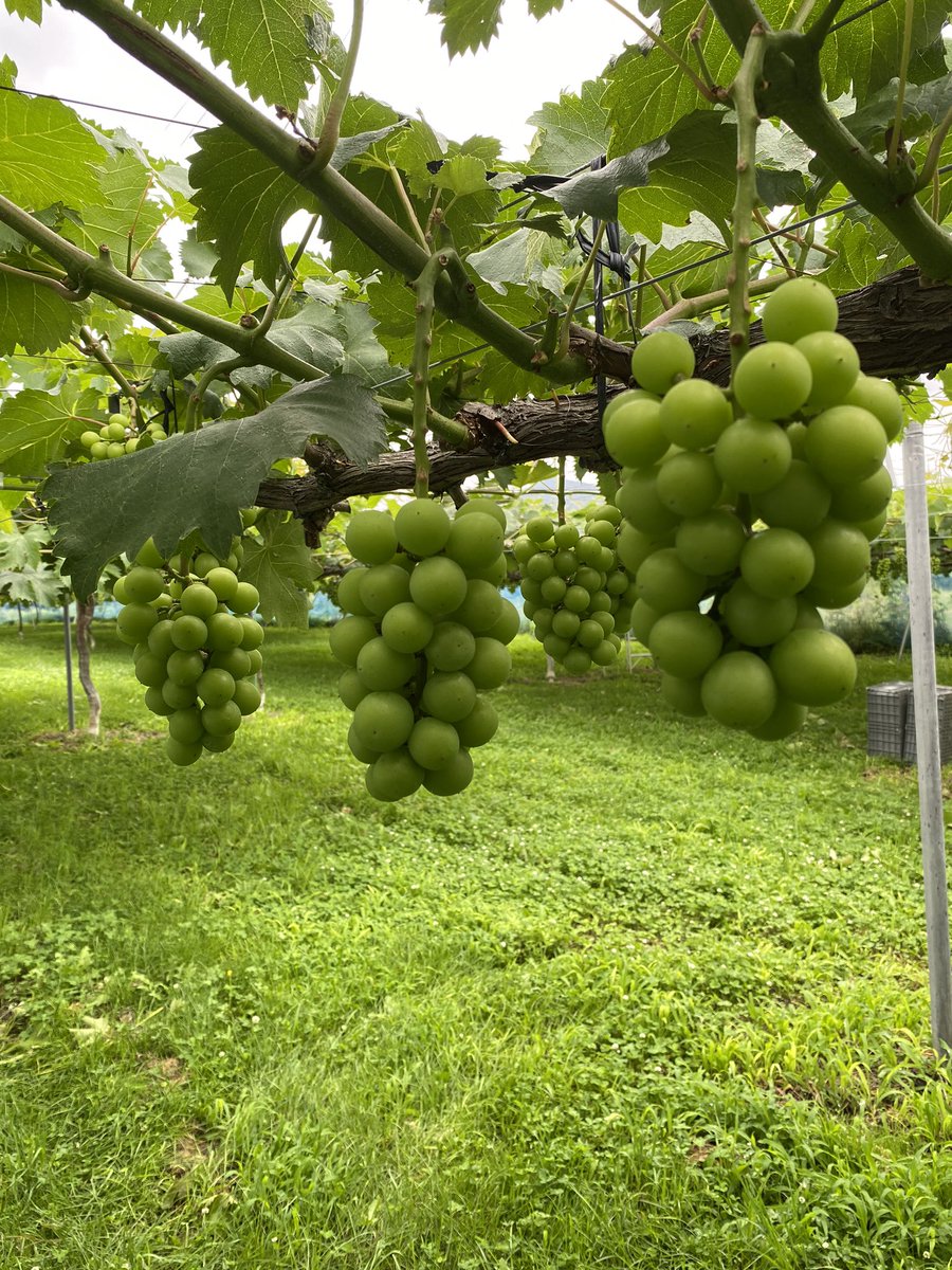 🍇第4回プレゼントお盆特別企画🍇 連休なのにお盆どこにも行けない人対象❗️ 🍇シャインマスカット、巨峰🍇 ✨4房✨2名様にプレゼント🎁 ✨応募はフォローとリツイート✨ リプに希望の商品を記載してください 🌟期限は16日23:59まで🌟 送料着払いでご理解いただける方のご応募お願いします🙇♂️
