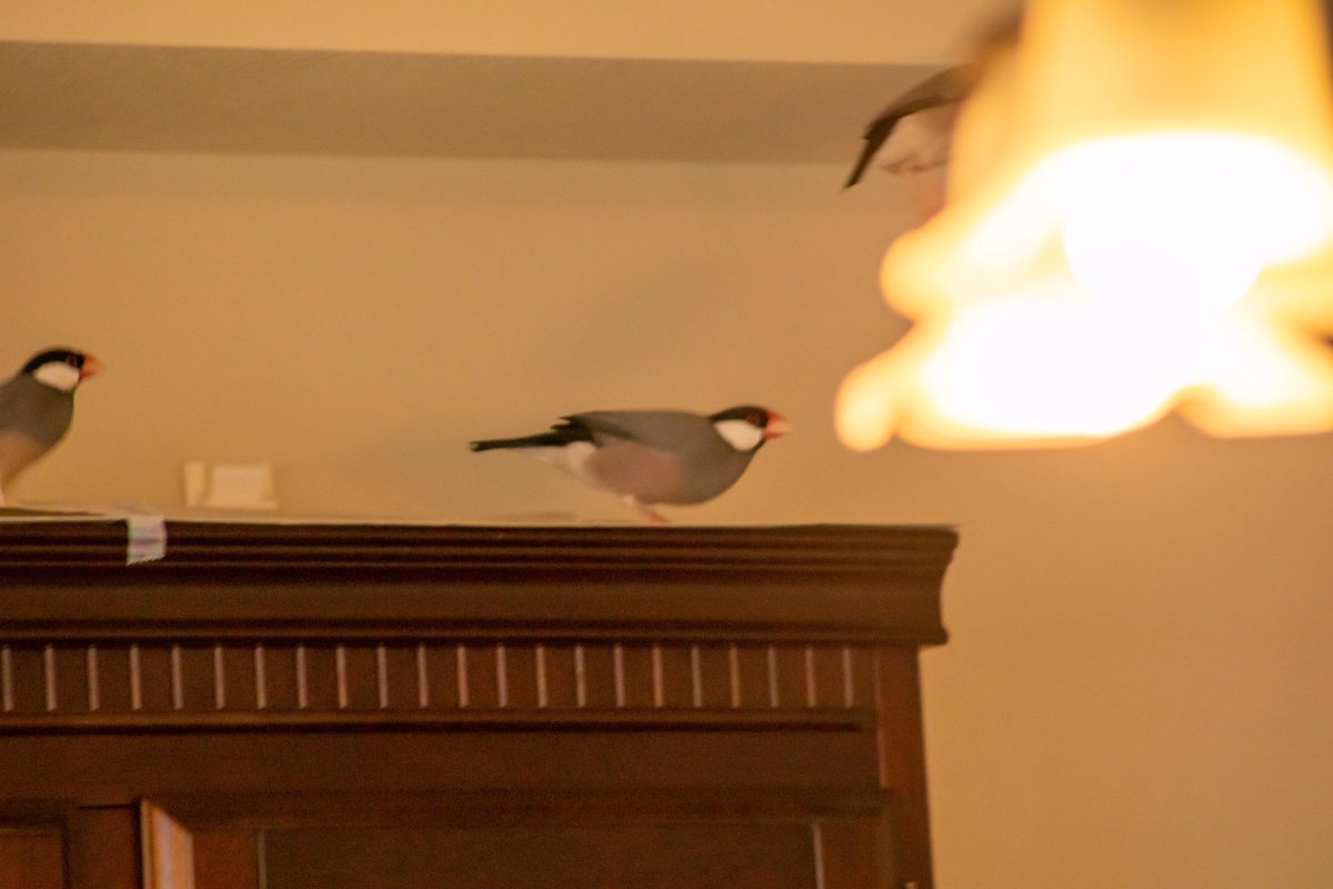 これは慌ててシャッターを切ったら火を吹いてしまった文鳥 