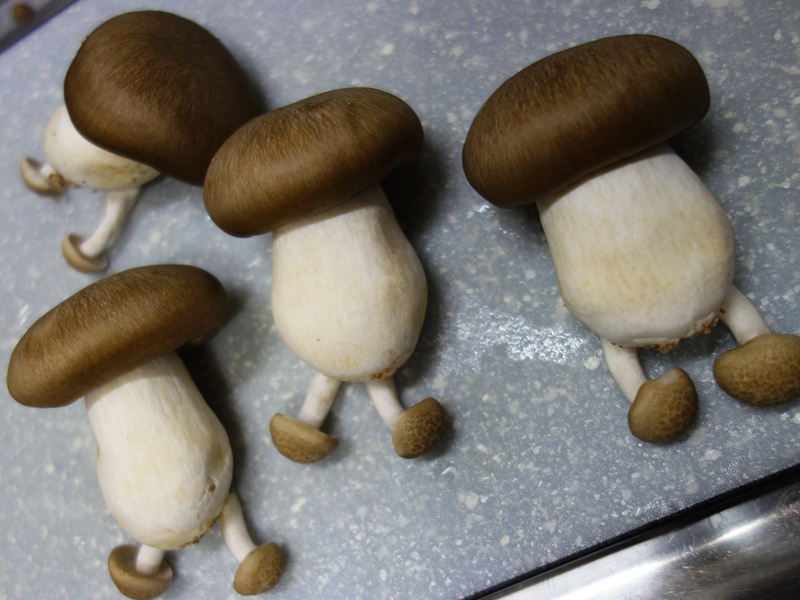 買ってきたキノコがあまりにもマンガっぽかったので戯れに脚を生やしたらものすごく調理しづらい感じに #ダンジョン飯 