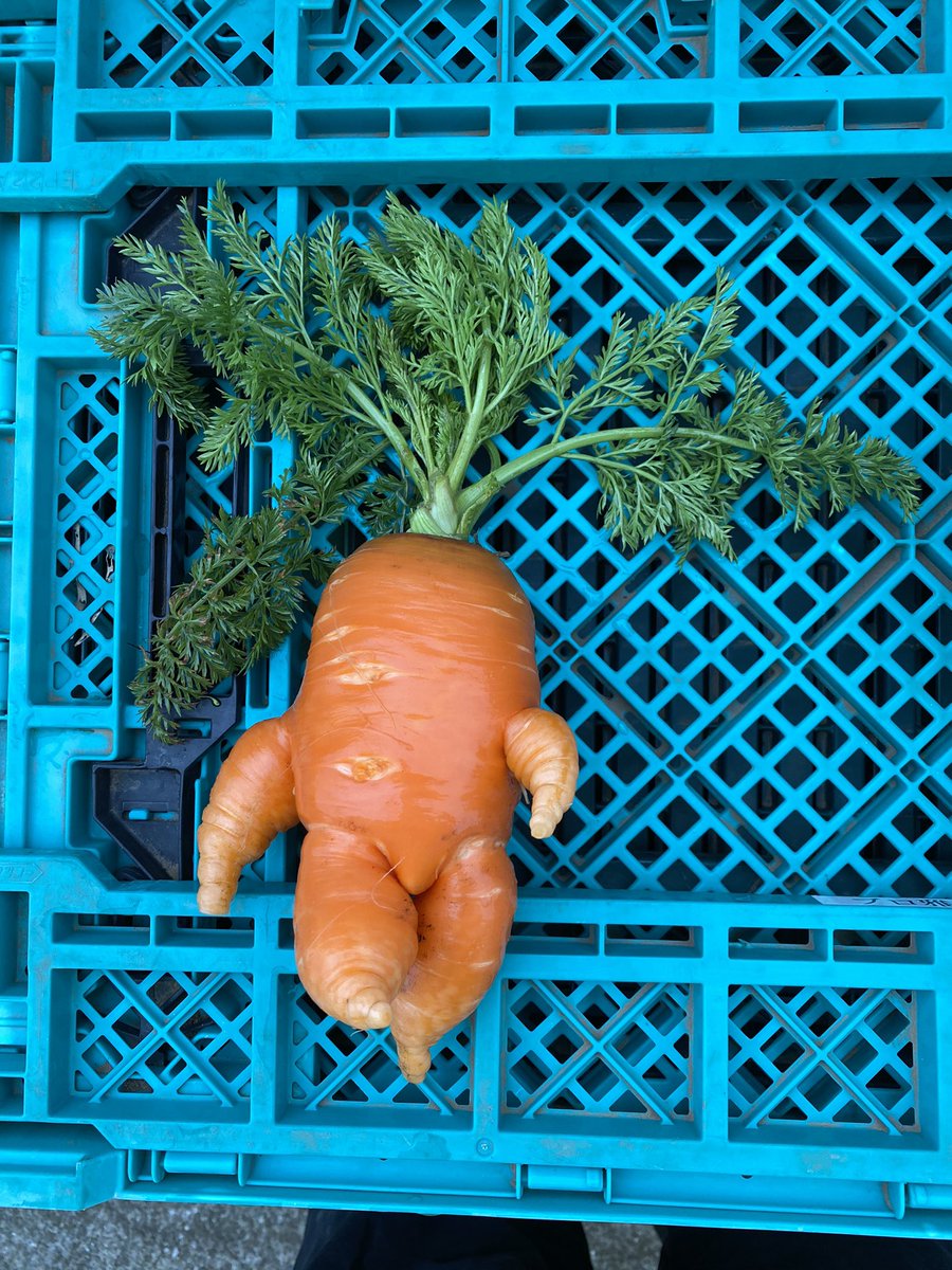   今日は久しぶりに ヤバいニンジンさんが 収穫できました🥕 