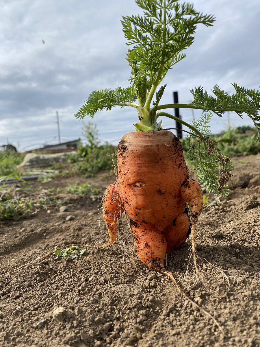   今日は久しぶりに ヤバいニンジンさんが 収穫できました🥕 