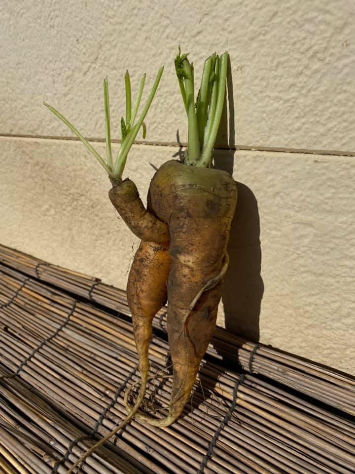 うちの畑では 色々なニンジンが とれます🥕 