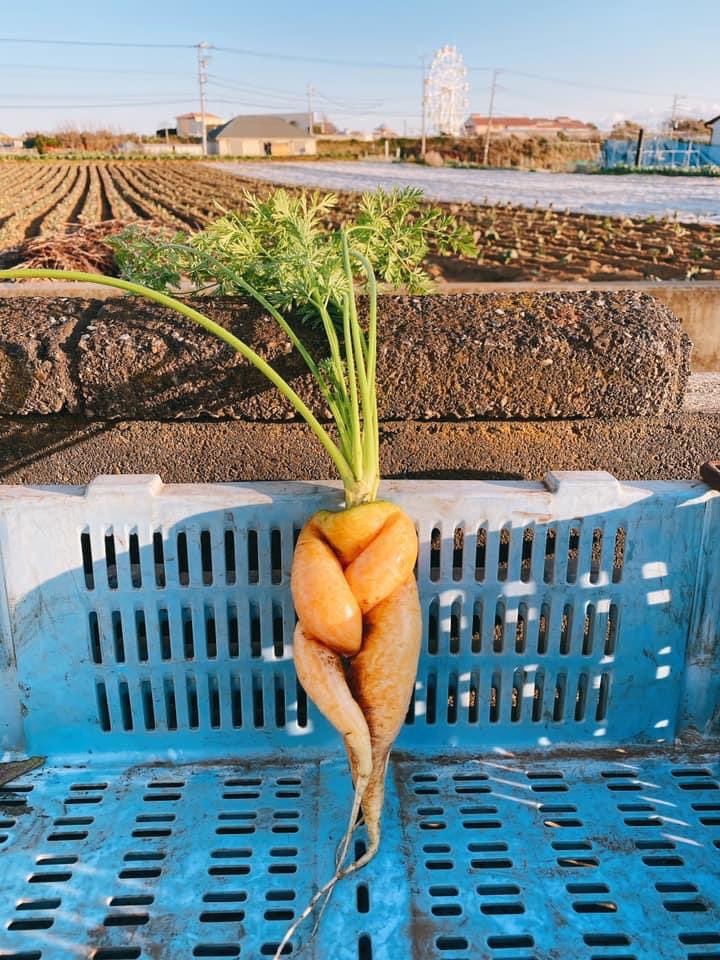 うちの畑では 色々なニンジンが とれます🥕 